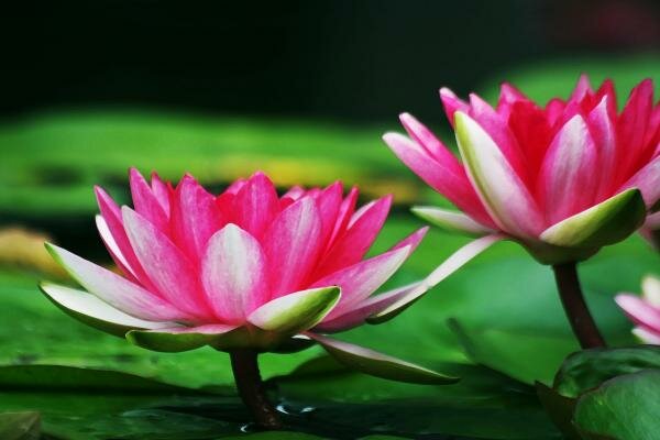 Ap Sybloles,Kaluva,Kaluva puvvu,water lily,water lily photos,water lily flowers,andhrapradesh,water lily pics
